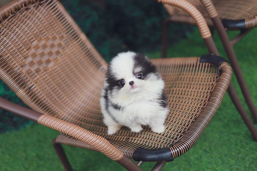 Miniature Pomeranian Puppies for Sale – Premium Teacup Pups