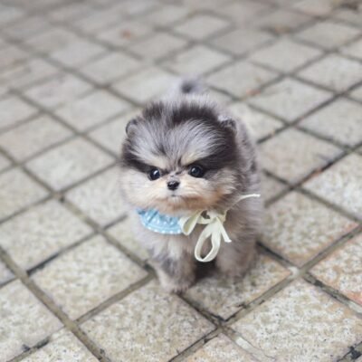 Pomeranian Puppies for Sale Near Me | Premier teacup Puppies