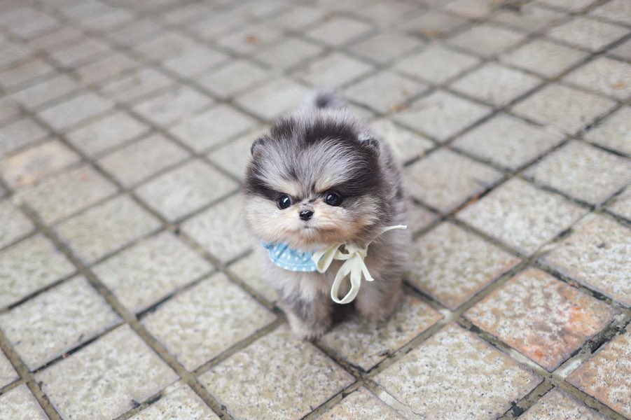 Pomeranian Puppies for Sale Near Me | Premier teacup Puppies