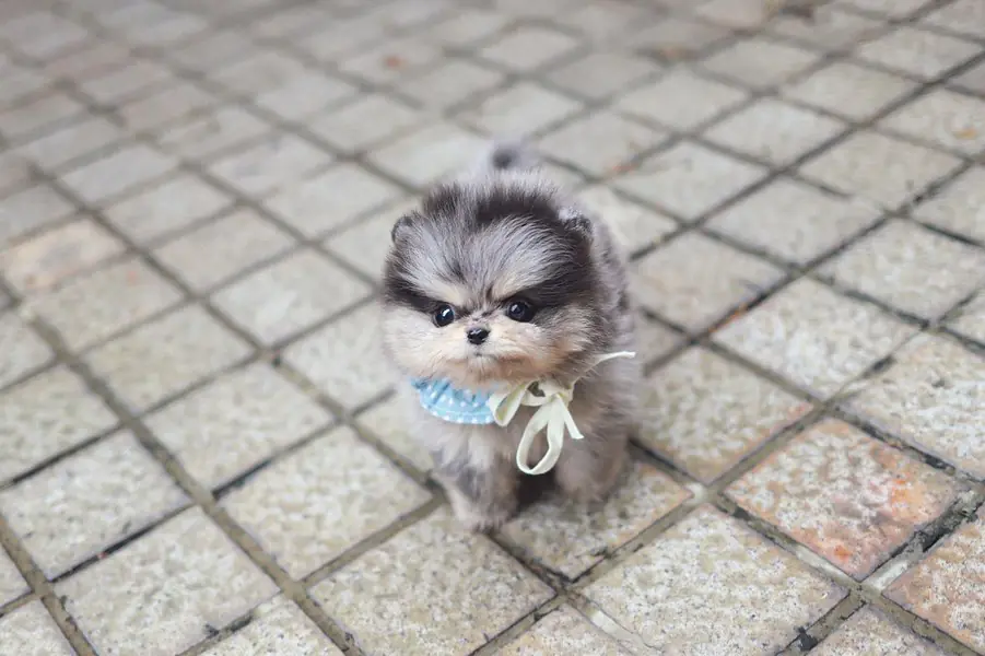 Pomeranian Puppies for Sale Near Me | Premier teacup Puppies