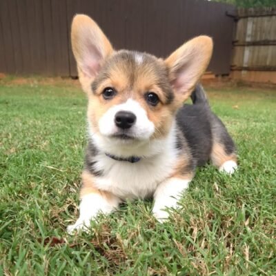 Corgi Puppies for Sale in Michigan | Premier teacup Puppies