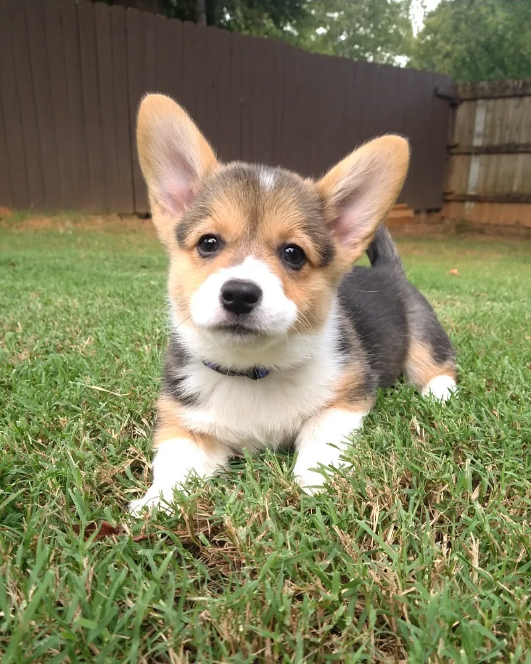 Corgi Puppies for Sale in Michigan | Premier teacup Puppies