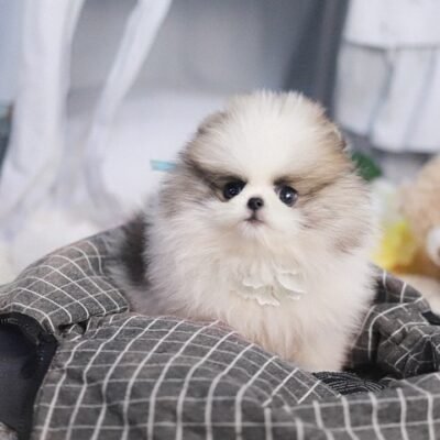 White Pomeranian Puppies | Premier teacup Puppies
