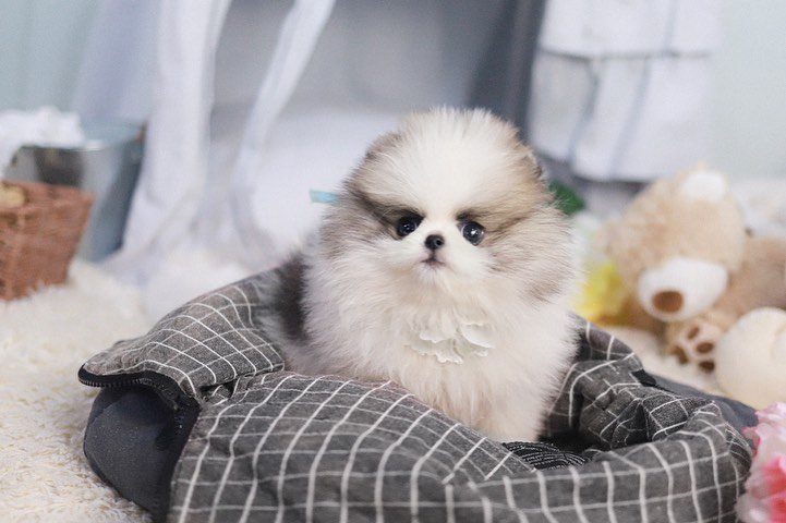 White Pomeranian Puppies | Premier teacup Puppies