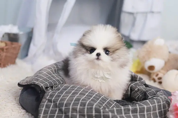White Pomeranian Puppies | Premier teacup Puppies
