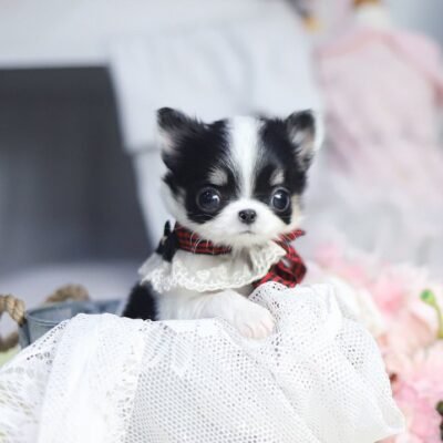 Merle Chihuahua Puppies for sale – Premier teacup Puppies​