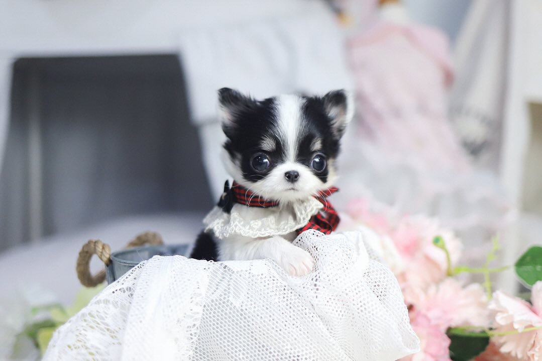 Merle Chihuahua Puppies for sale – Premier teacup Puppies​