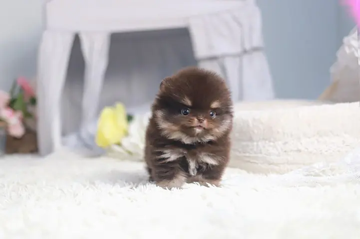 White Teacup Pomeranian Puppies for Sale in Utah