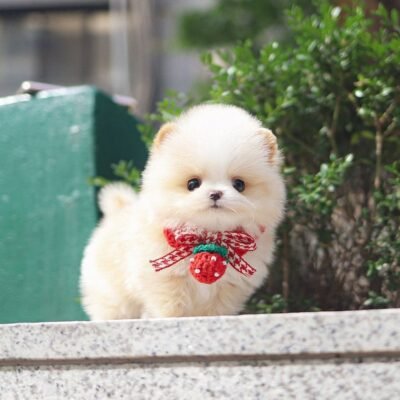 Pomeranian Puppies for Sale $250 | Premier teacup Puppies