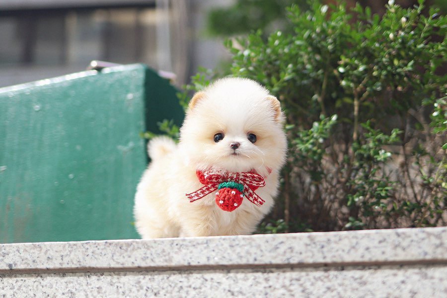 Pomeranian Puppies for Sale $250 | Premier teacup Puppies