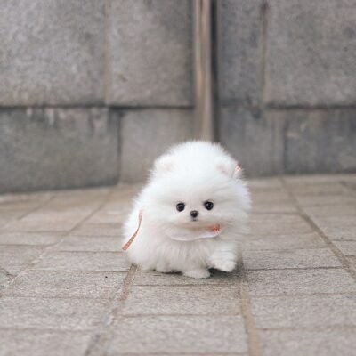 Blue Merle Pomeranian Puppies | Premier teacup Puppies