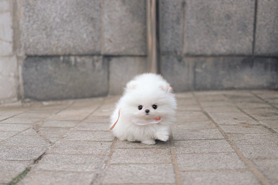 Blue Merle Pomeranian Puppies | Premier teacup Puppies