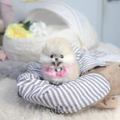 Pomeranian Puppies for Sale | Premier teacup Puppies