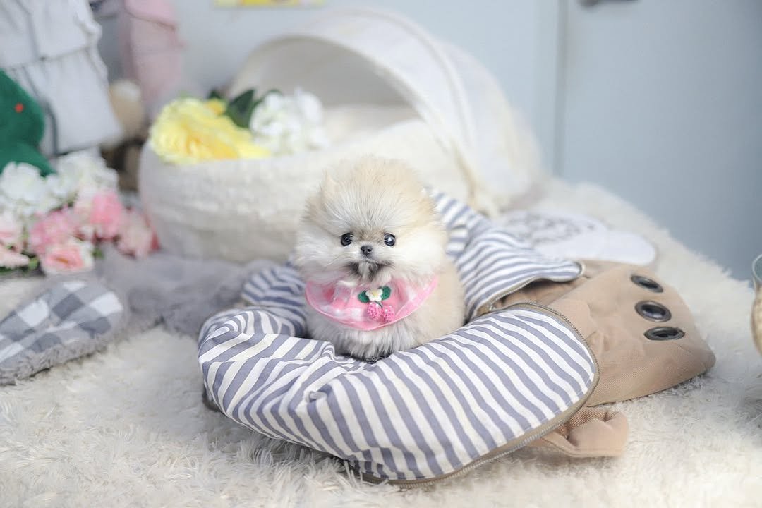 Pomeranian Puppies for Sale | Premier teacup Puppies