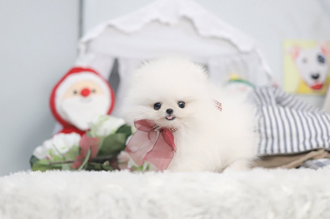 Miniature Pomeranian For Sale - Premier teacup Puppies