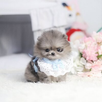 Toy Pomeranian Puppies for Sale | Premier teacup Puppies