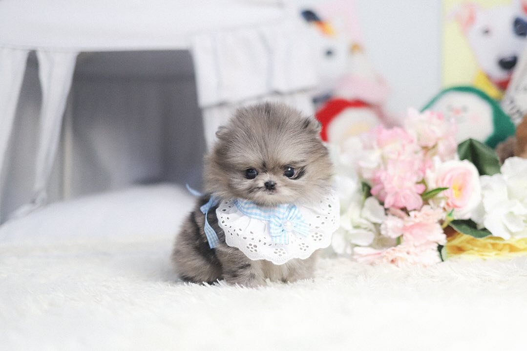 Toy Pomeranian Puppies for Sale | Premier teacup Puppies