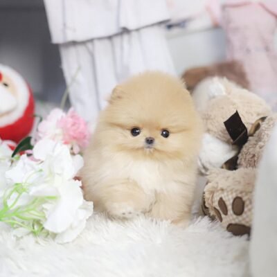 Teacup Pomeranian KSL | Premier teacup Puppies