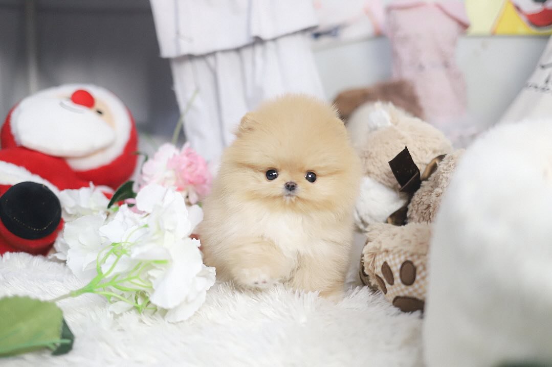 Teacup Pomeranian KSL | Premier teacup Puppies