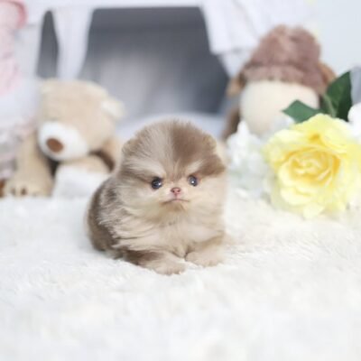 Pomeranian Puppies Near Me | Premier teacup Puppies