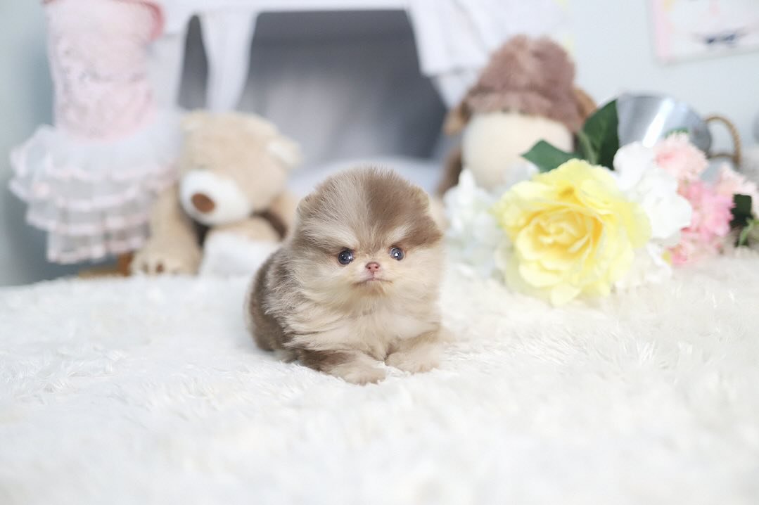 Pomeranian Puppies Near Me | Premier teacup Puppies