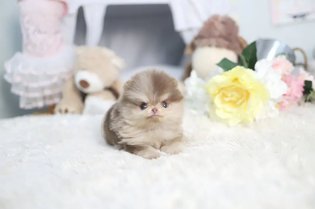 Pomeranian Puppies Near Me | Premier teacup Puppies