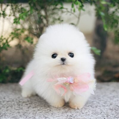 Teacup Pomeranian Puppies for Sale - Premier teacup Puppies