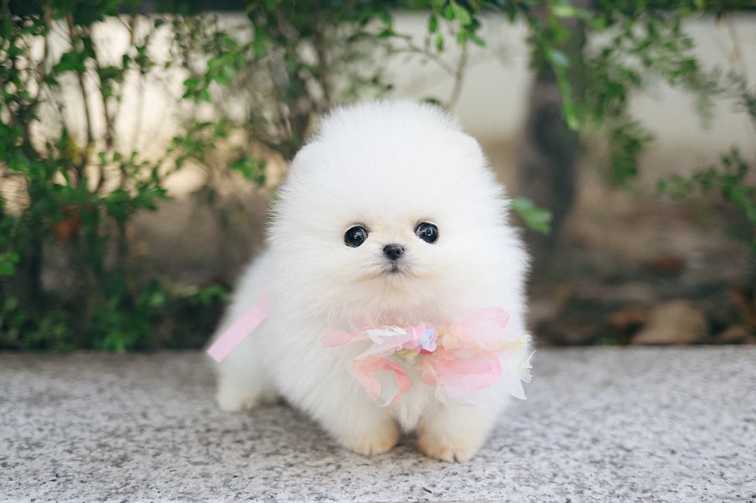 Teacup Pomeranian Puppies for Sale - Premier teacup Puppies