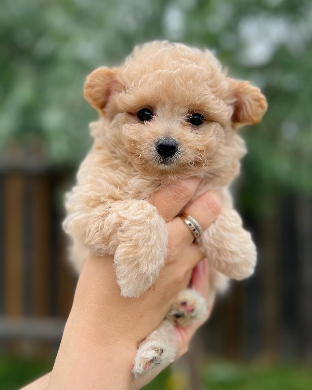 Pomapoo Puppies for Sale for $500 | Premier teacup Puppies