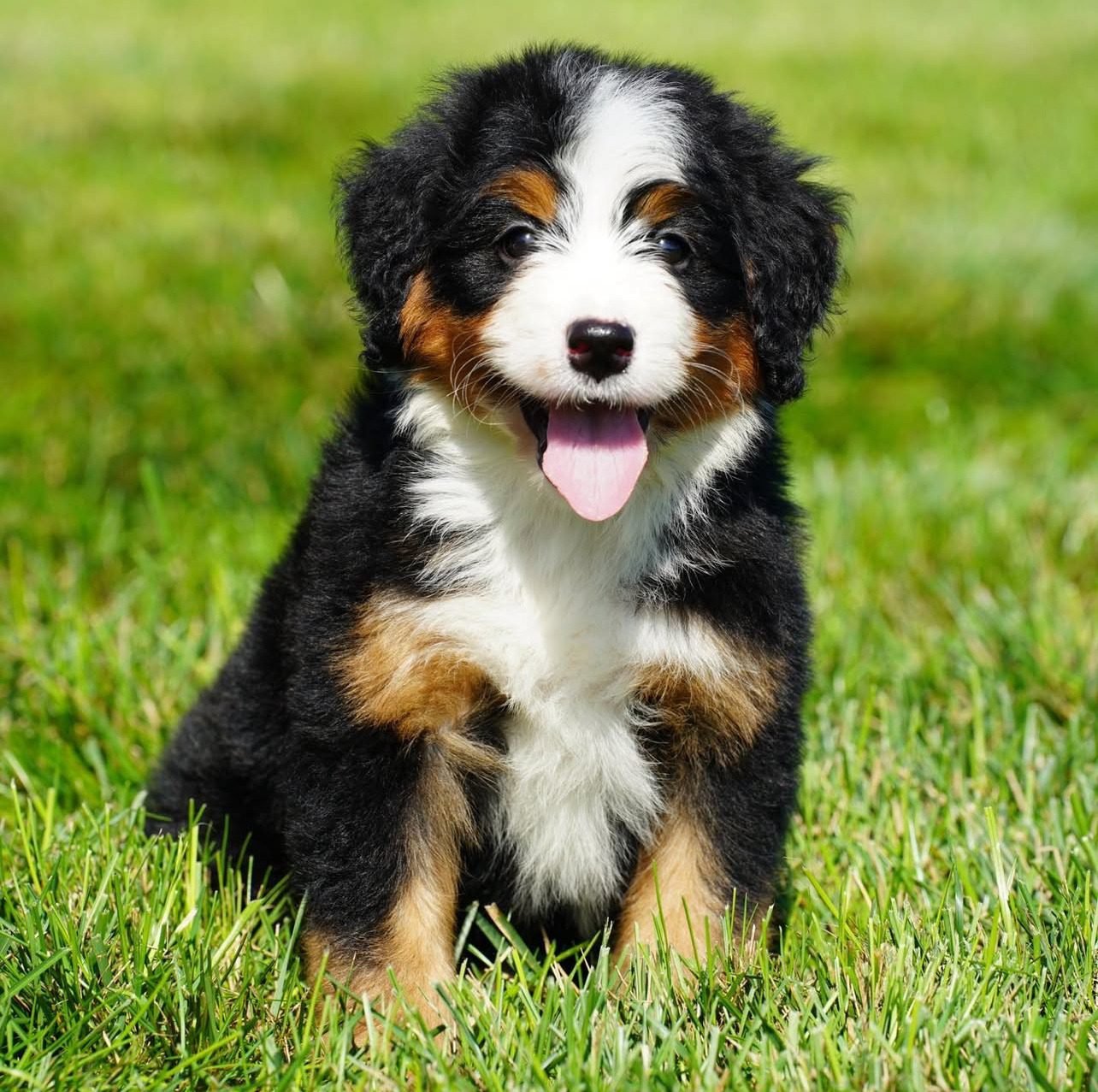 Bernedoodle puppies for sale