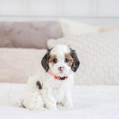 Cavapoo Puppies | Cavapoo Puppy