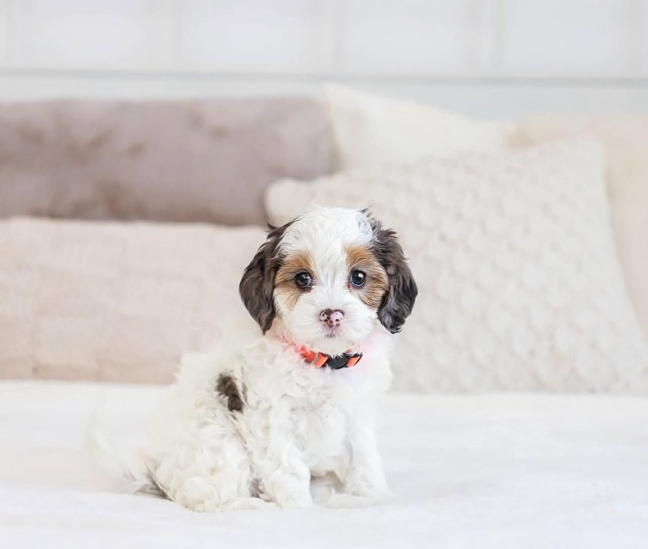 Cavapoo Puppies | Cavapoo Puppy