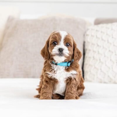 Cavapoo Breeders | Cavapoo Breeders Near Me