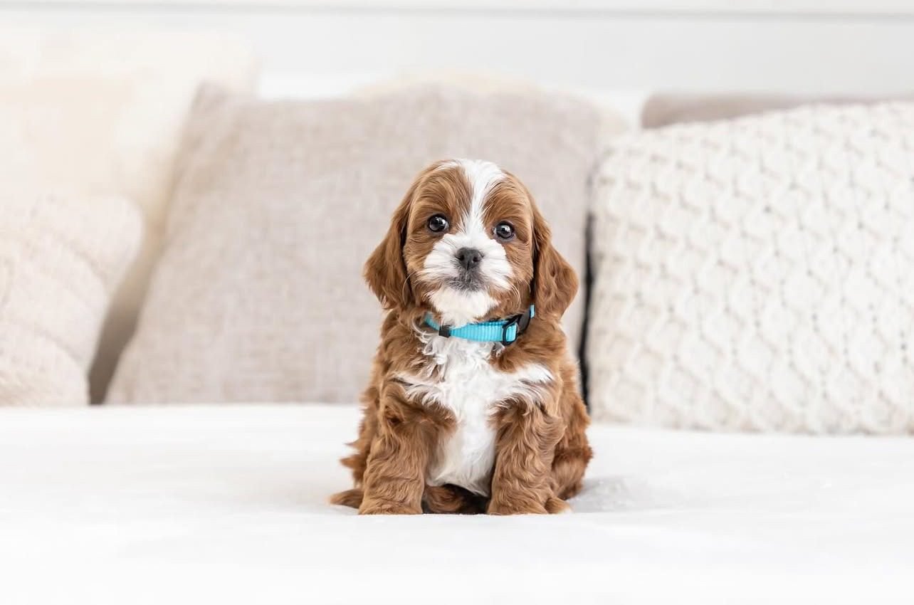 Cavapoo Breeders | Cavapoo Breeders Near Me