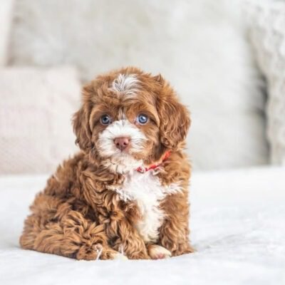 Cavapoo Puppies Florida | Cavapoo Florida Dog Breeders