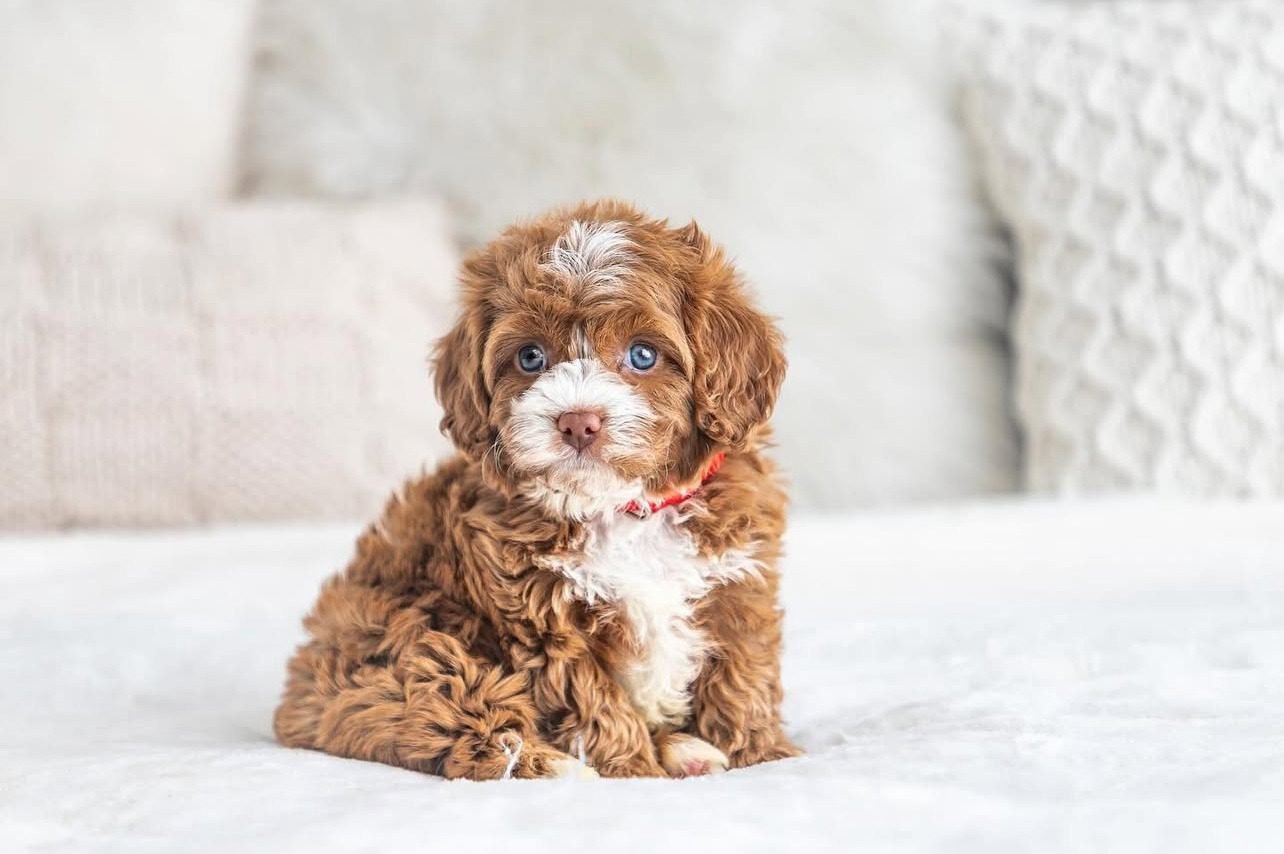 Cavapoo Puppies Florida | Cavapoo Florida Dog Breeders