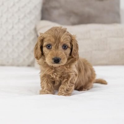 Toy Cavapoo Puppies For Sale