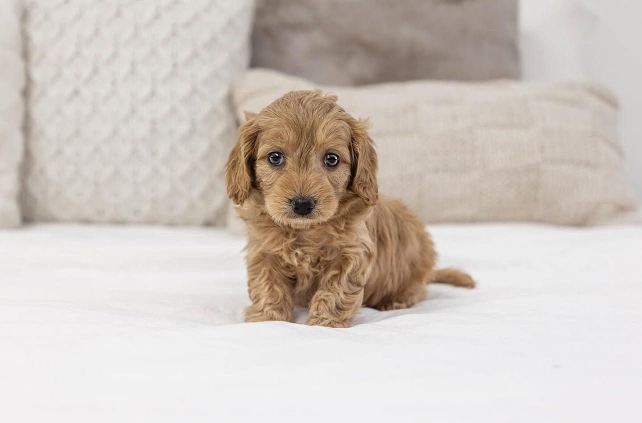 Toy Cavapoo Puppies For Sale