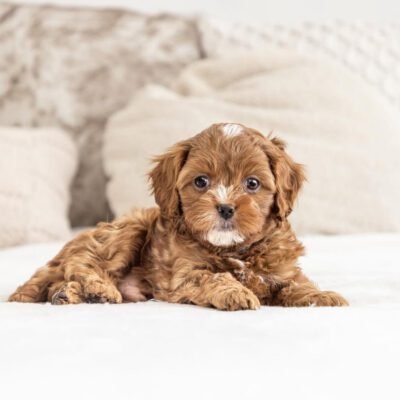 Cavapoo Puppies Near Me | Cavapoo Near Me