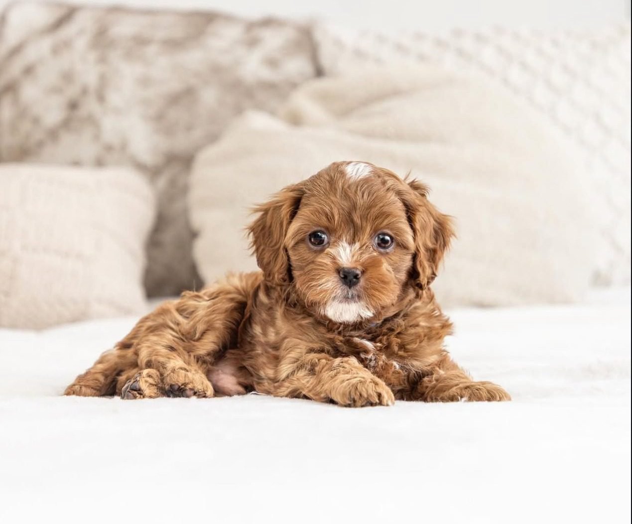 Cavapoo Puppies Near Me | Cavapoo Near Me