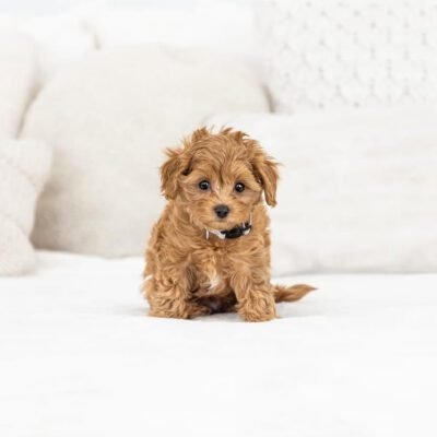Mini Cavapoo Puppies For Sale | Miniature Cavapoo Puppies