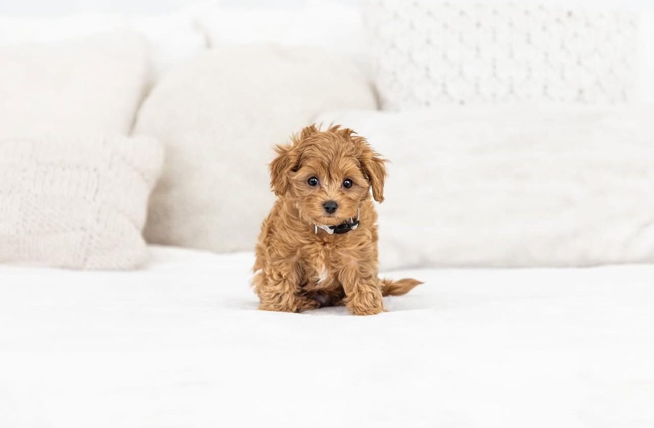 Mini Cavapoo Puppies For Sale | Miniature Cavapoo Puppies