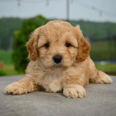 Cavapoo For Sale | Cavapoos For Sale