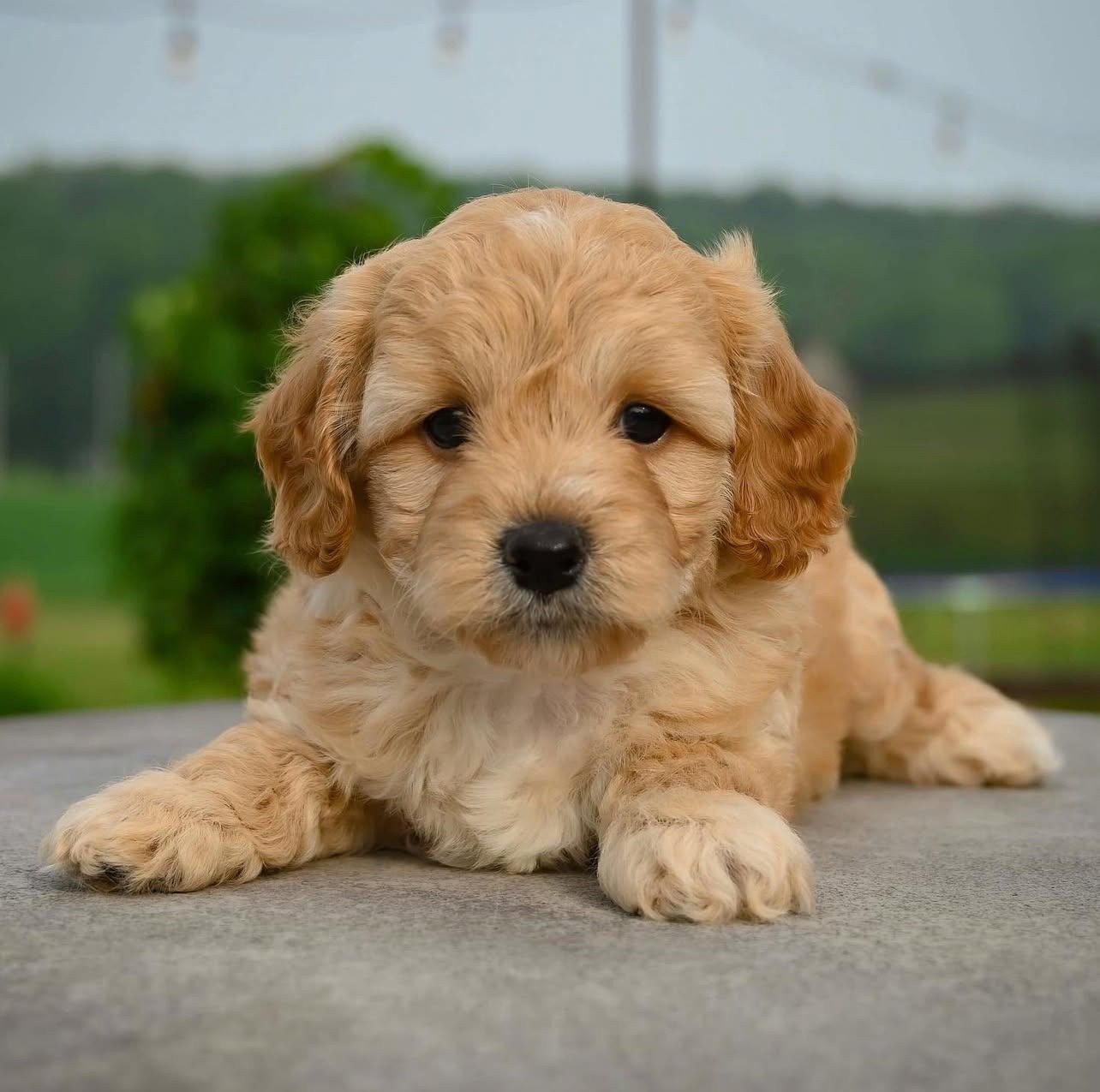 Cavapoo For Sale | Cavapoos For Sale