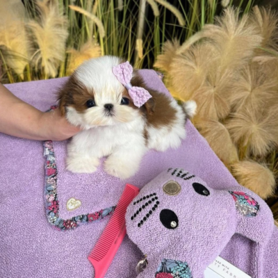 Shih Tzu Maltese puppy for sale