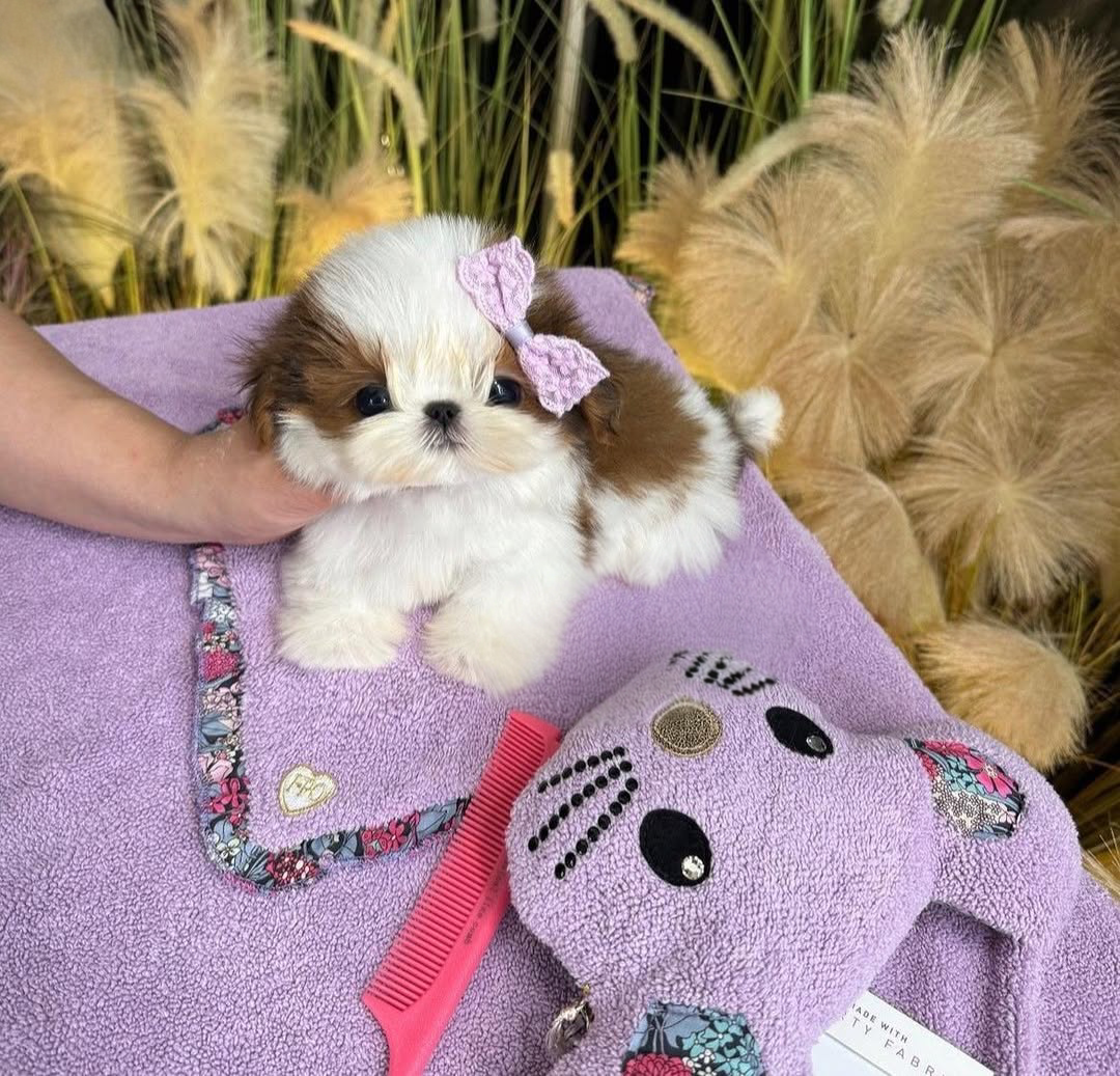 Shih Tzu Maltese puppy for sale
