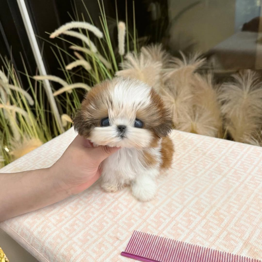 Teacup Shih Tzu Puppy for Sale | Premier Teacup Puppies