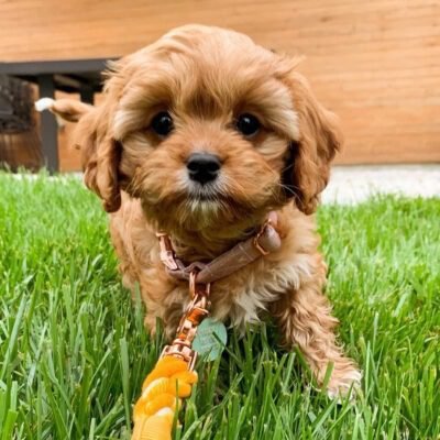 Cavapoo for Sale near me – Premier teacup Puppies