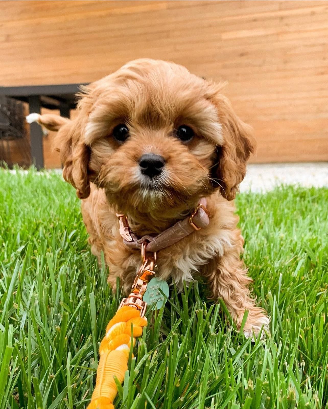 Cavapoo for Sale near me – Premier teacup Puppies