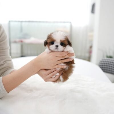 Tiny & Adorable Shih Tzu Puppies for Sale Under $300